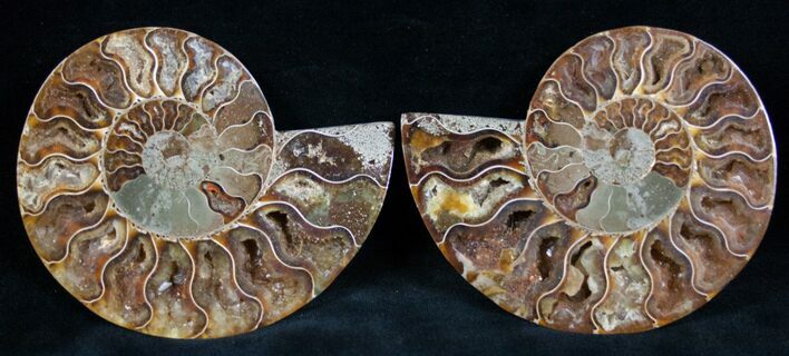 Cut and Polished Ammonite Pair #7336